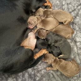 Boy 1 - Black and tan male Dachshund puppy in Flint, Michigan from Matthews Dachshunds