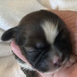 Bella Mia - Brindle and white female Shih Tzu puppy in Blackwood, New Jersey from Ju Ju Bee Shih Tzus