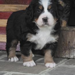 Marco (purple collar ) - Black tan and white male Bernese Mountain Dog puppy in Gaffney, South Carolina from Circle D Farms