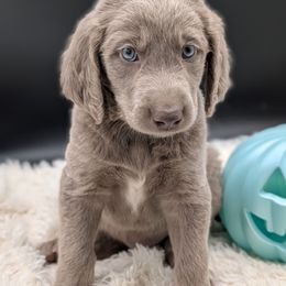 Boy 1 - male Long Haired Weimaraner puppy in Evart, Michigan from Drehbar Weimaraners