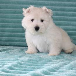 Cairn Terrier and West Highland White Terrier Puppies from Linda’s Lovable Pups