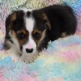 ARLO - Black and tan male Pembroke Welsh Corgi puppy in Walker, Iowa from Double K Corgis
