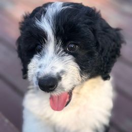 Lotus - Black and white female Aussiedoodle puppy in Dickerson, Maryland from Pawsome Aussie Doodles and Oodles