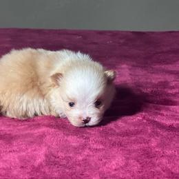Freddy - Cream parti male Pomeranian puppy in Kansas City, Missouri from S&K Pomeranians