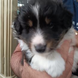 Tri girl - Black white and tan female Shetland Sheepdog puppy in Castle Rock, Washington from RimRanch Shelties
