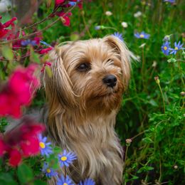 Fifi - Yorkshire Terrier