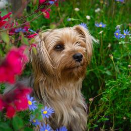 Fifi - Yorkshire Terrier