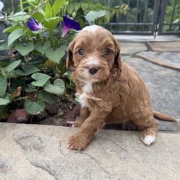Blaze - Red male Cavapoo puppy in Hesperia, Michigan from Yankee Doodle Dogs