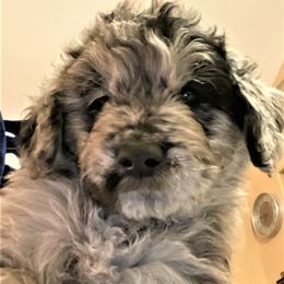 Goldendoodle Puppies from Goodyear golden doodles