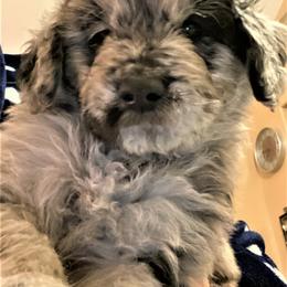 Goldendoodle Puppies from Goodyear golden doodles