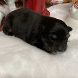 Oakley - Black tri male Miniature Australian Shepherd puppy in Signal Mountain, Tennessee from D & D Miniature and Toy Australian Sheppards