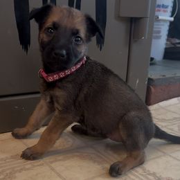 Pink Collar Girl - female Dutch Shepherd puppy in Palmyra, Maine from Maine Working Dogs