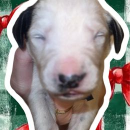 Jingle - White and black male Dalmatian puppy in Bremen, Georgia from Clark’s Dalmatians
