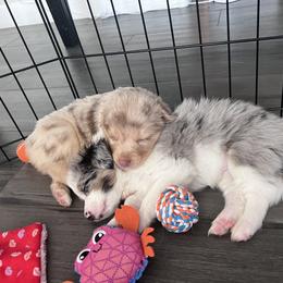 Miniature Australian Shepherd Puppies from B my Sunshines Mini Aussies