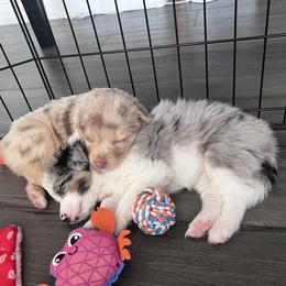 Miniature Australian Shepherd Puppies from B my Sunshines Mini Aussies