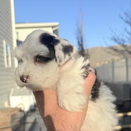 Opalite (Opal) - Parti female Miniature Schnauzer puppy in Bluffdale, Utah from Mountain Point Schnauzers