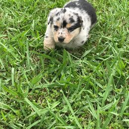 American Corgi and Pembroke Welsh Corgi Puppies from Lonesome Boone Corgis