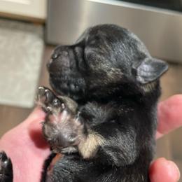 Celeste - Salt and pepper female Miniature Schnauzer puppy in Interlachen, Florida from Pam's Schnauzers