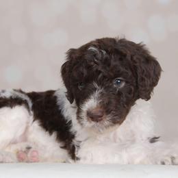 Circe - Brown and white female Bernedoodle puppy in Guthrie, Oklahoma from Edmond Doodles, LLC