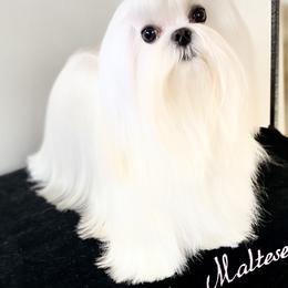 Lucci - Maltese