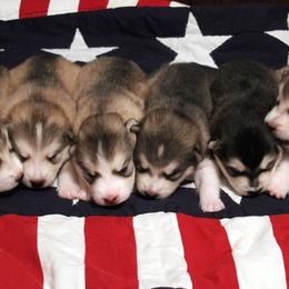 Alaskan Malamute Puppies from October Skies Alaskan Malamutes