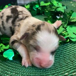 Molly - Blue merle female Australian Shepherd puppy in Marshall, Virginia from Greywood Farm Aussies