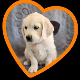 Orange boy - Light golden Golden Retriever puppy in Albuquerque, New Mexico from Teeter's Desert  Goddess Goldens