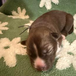 Pandora - Brown and white female Siberian Husky puppy in Upton, Massachusetts from Toe Bean Huskies