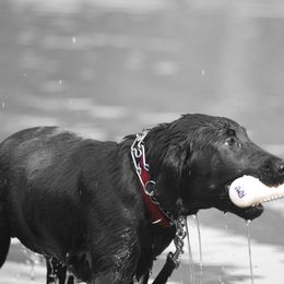 Labrador Retriever All Grown Up from Patricia Jordan's Labrador Retrievers