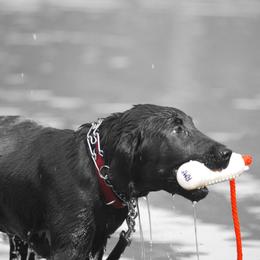 Labrador Retriever All Grown Up from Patricia Jordan's Labrador Retrievers