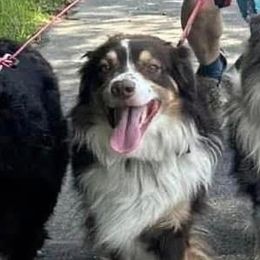 Australian Shepherds from Uchee Creek Aussies