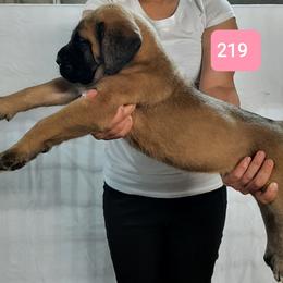 AKC PUP 219 - Fawn female Mastiff puppy in Ava, Missouri from Ozark Mountain Mastiffs