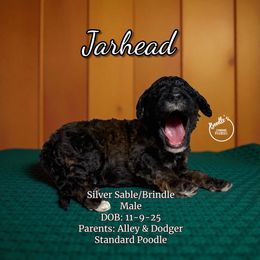 Jarhead - Sable male Poodle puppy in Pink Hill, North Carolina from Boodle's Standard Poodles