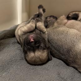 Pug Puppies from Sweet Mercy Farm
