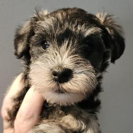 Zip(smallest) - Salt and pepper male Miniature Schnauzer puppy in Ferndale, Washington from Blackhorse Schnauzers Washington state