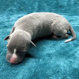 Cinnabar - Blue male Whippet puppy in Gentry, Arkansas from Mardel Robeson of Mulberry Hollow Whippets