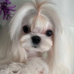 Sora - Maltese