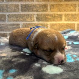 Blue collar male - Red male Pembroke Welsh Corgi puppy in Mcarthur, Ohio from Bentley Corgis LLC