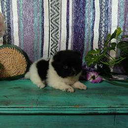 Mulan - Black parti female Pomeranian puppy in Ada, Oklahoma from Once Upon A Fluff