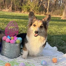 Pembroke Welsh Corgis from Sarah’s Mystic Kennels
