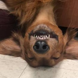 Dachshunds and Salukis from Caristeda Kennels