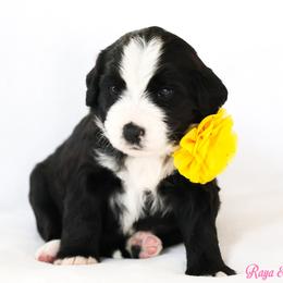 Grits - Black and white female Bernedoodle puppy in Diamond Bar, California from Furrytaildoodles