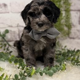 Titanium - Blue male Australian Labradoodle puppy in Brush Prairie, Washington from Fancy Pants Labradoodles