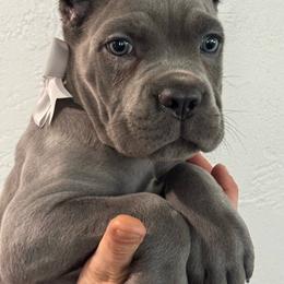 Boy 6 - Gray male Cane Corso puppy in Highland, Illinois from C&I Elite Cane Corso