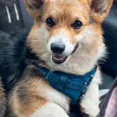 Pembroke Welsh Corgis from 4C Corgi Ranch