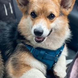 Pembroke Welsh Corgis from 4C Corgi Ranch
