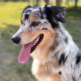 Seven - Australian Shepherd