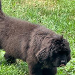 Puppy boy Blue - Black male Newfoundland puppy in St Cloud, Minnesota from BurningEmbers