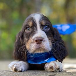 Oswald - Liver white and tan male English Springer Spaniel puppy in Crawford, Tennessee from Lilly Lane Spaniels