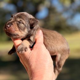 Marigold - Salt and pepper female Miniature Schnauzer puppy in Silver Creek, Mississippi from Mamie’s Minis, LLC